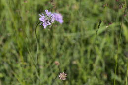 Слика од Knautia arvensis (L.) Coulter