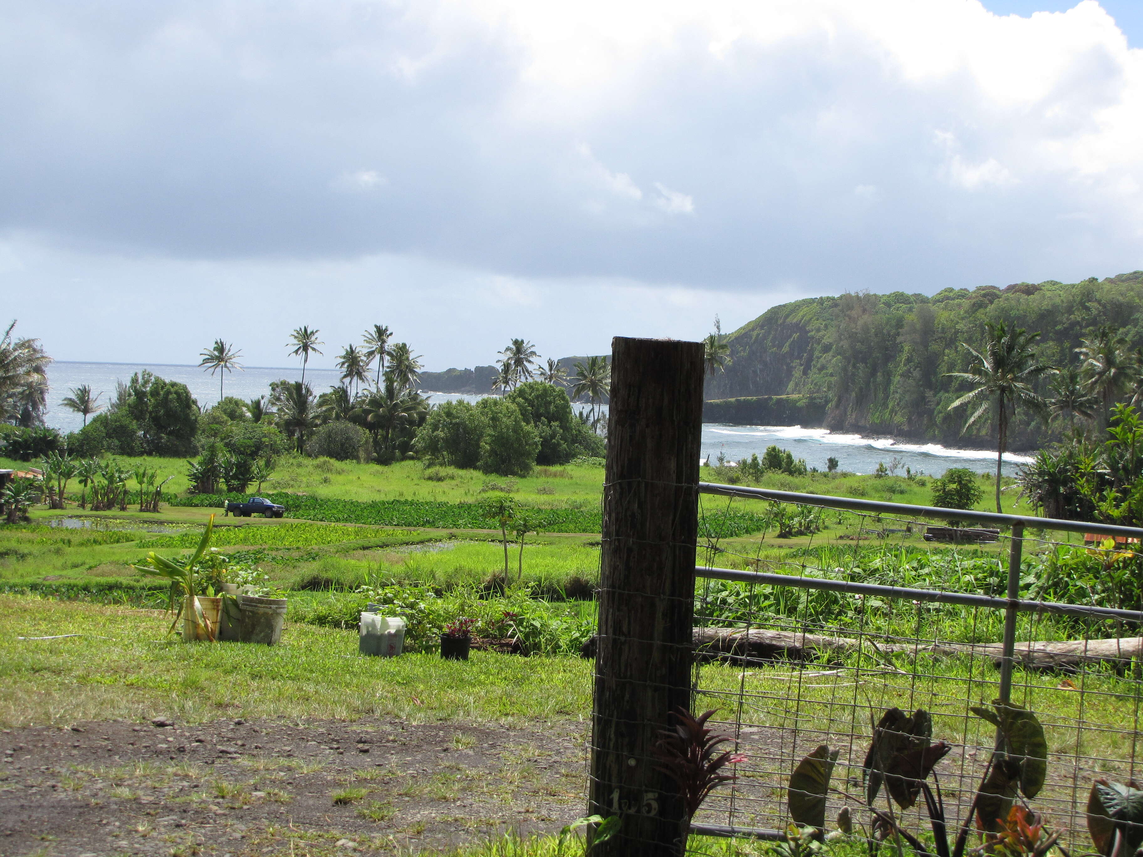 Image of Wild Taro