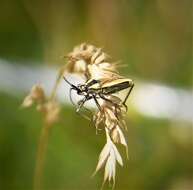 Image of Meadow Plant Bug