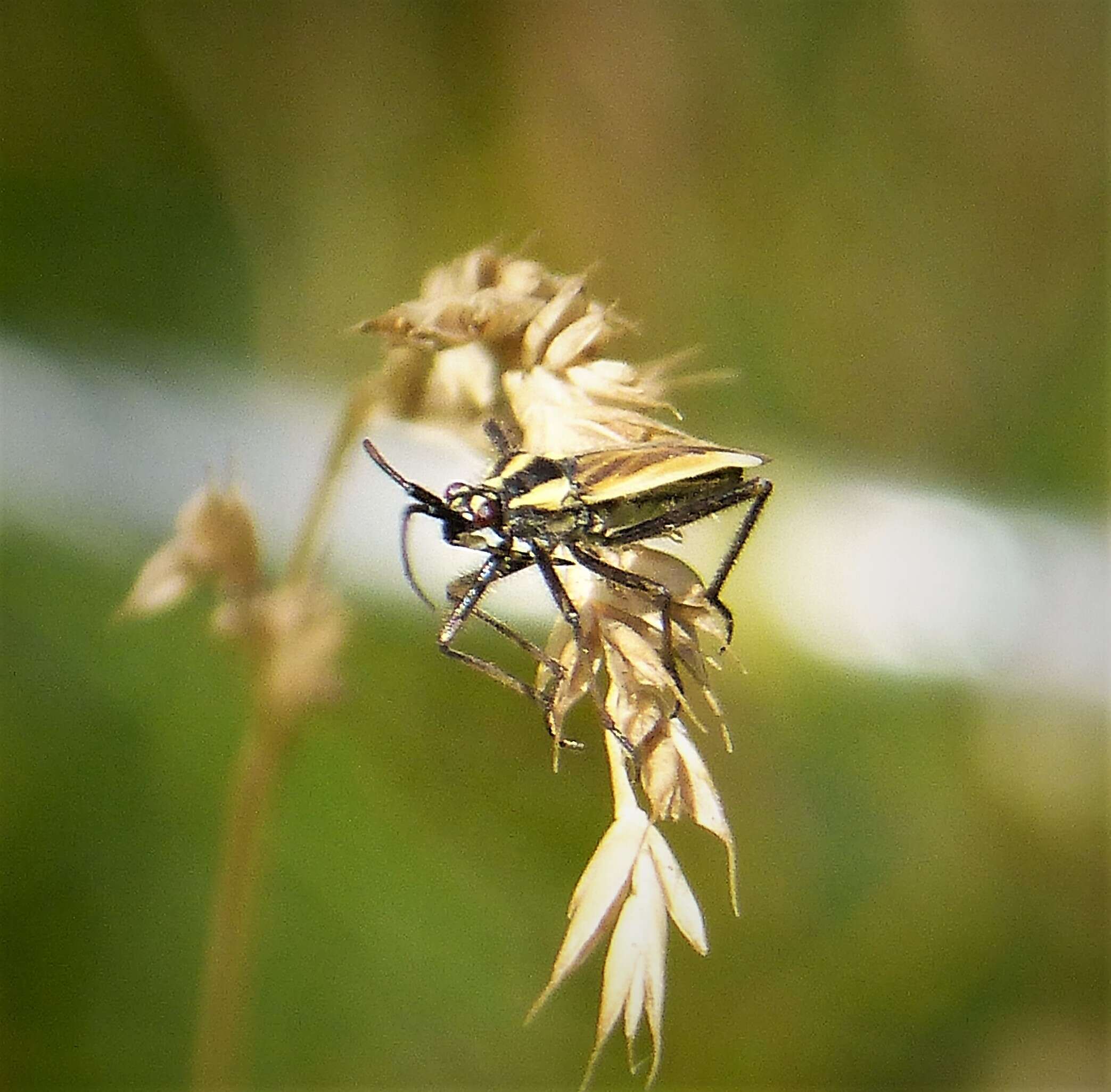 Слика од Leptopterna dolabrata (Linnaeus 1758)