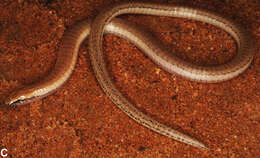 Image of Slow worm