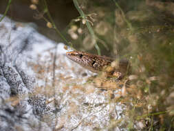 Image of Strand Litter Skink