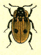 Image of Dendroxena quadrimaculata (Scopoli 1771)