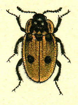 Image of Dendroxena quadrimaculata (Scopoli 1771)