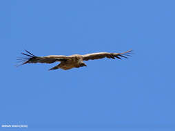 Image of Himalayan Griffon