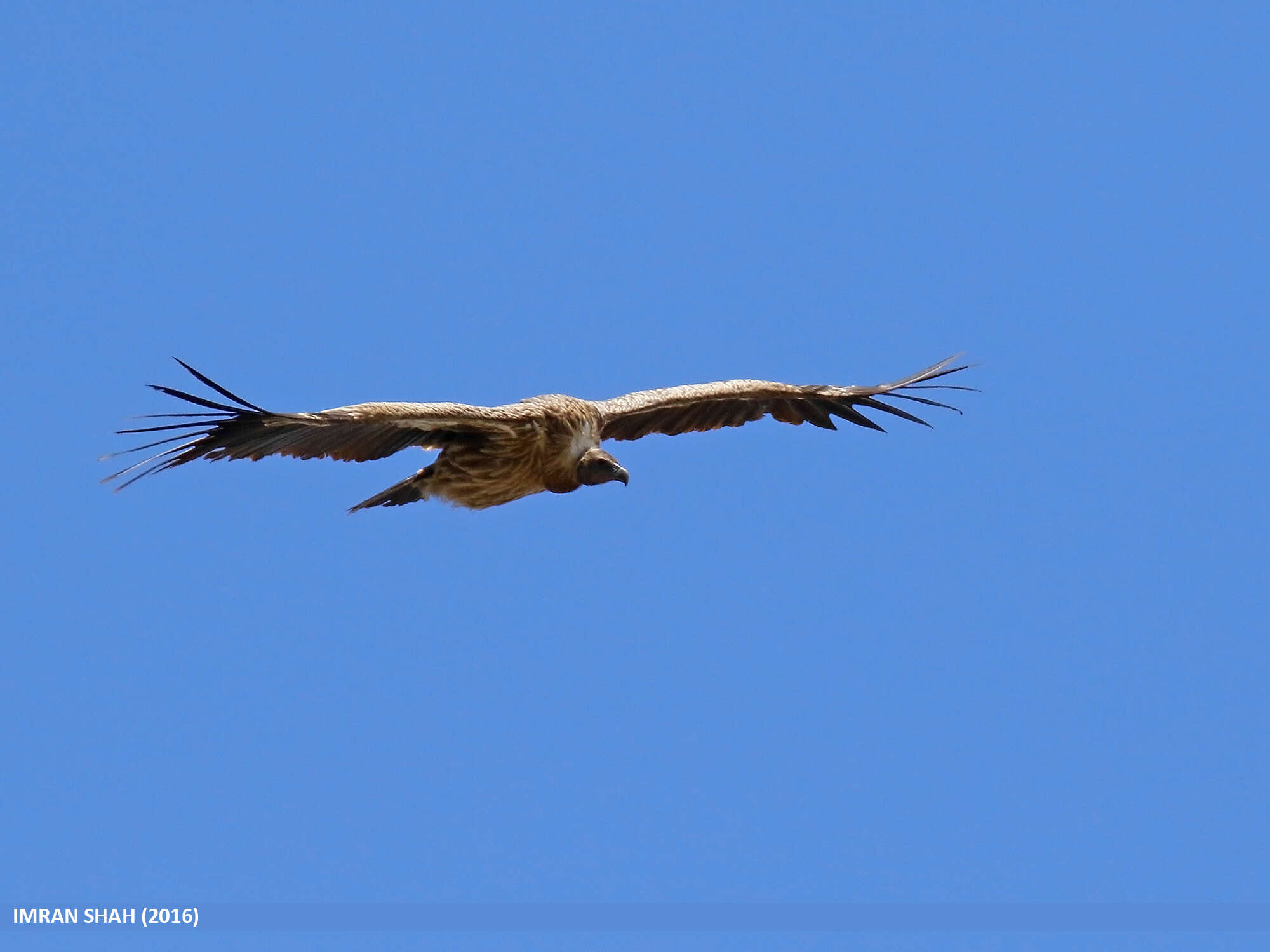 Image of Himalayan Griffon