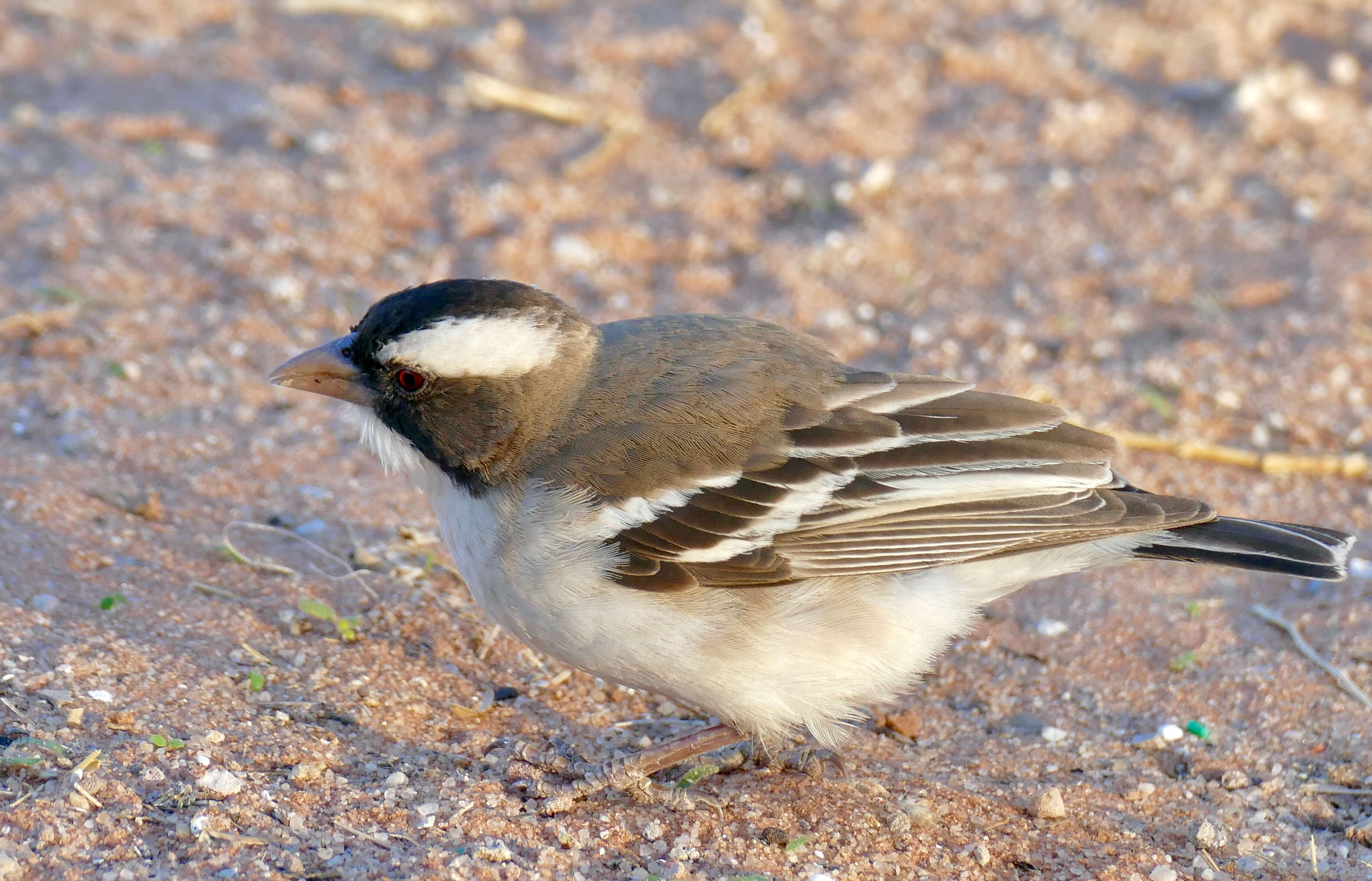 Image of sparrow-weaver