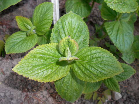 Image of Nepeta subsessilis Maxim.