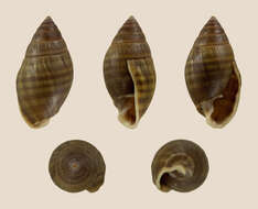 Image of Pleuroloba costellaris (H. Adams & A. Adams 1854)