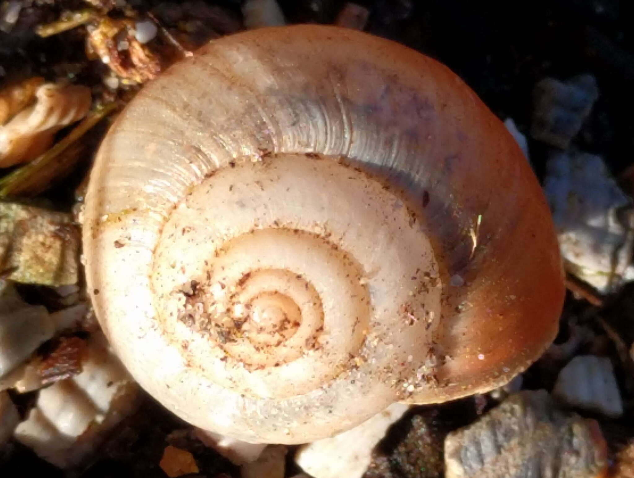 Image of Kentish gardensnail