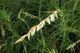 Image of Dracophyllum secundum R. Br.