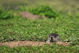 Image of Marmota subgen. Marmota Blumenbach 1779