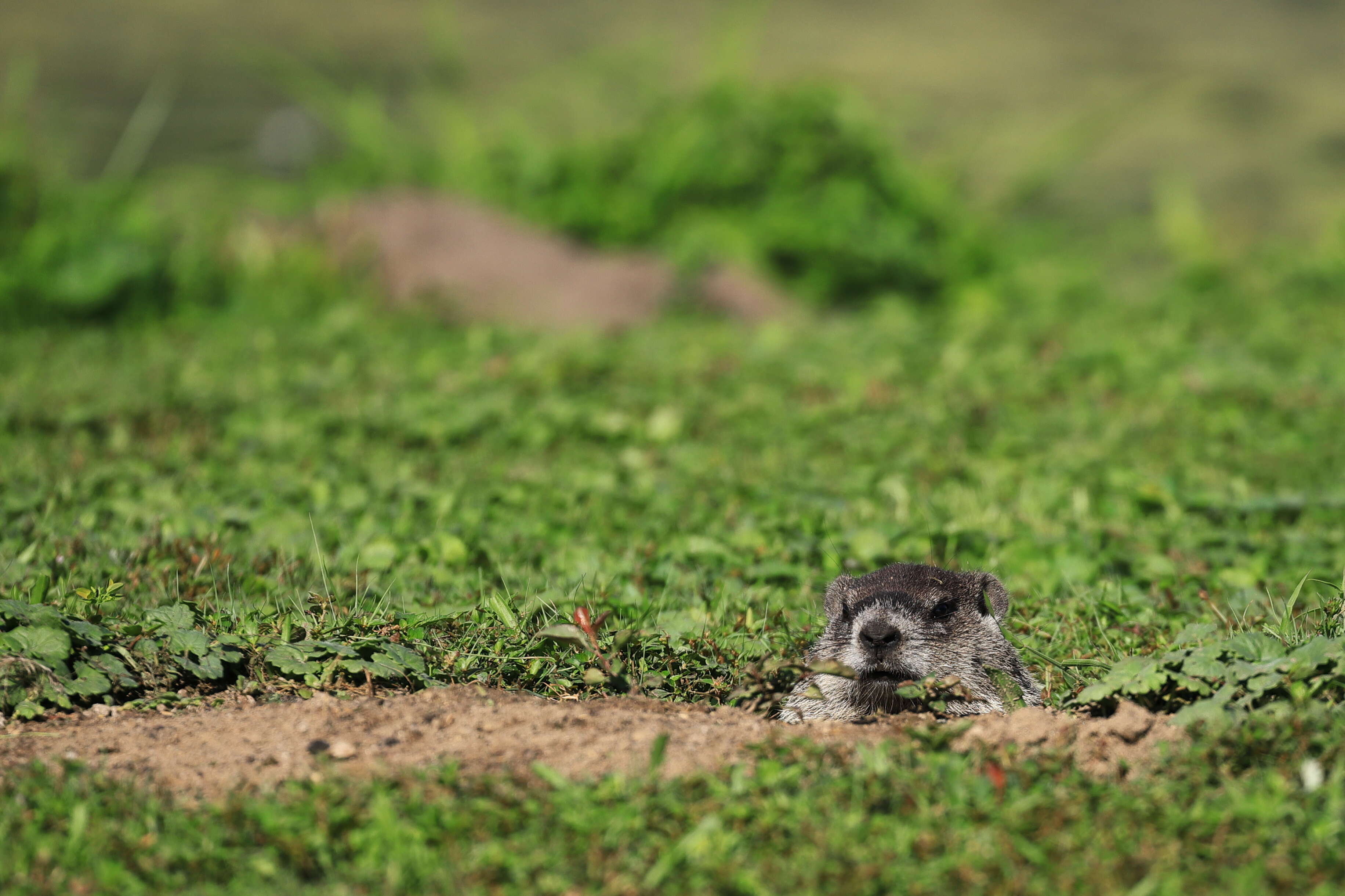 Image of Marmota subgen. Marmota Blumenbach 1779