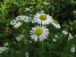 Image of eastern daisy fleabane