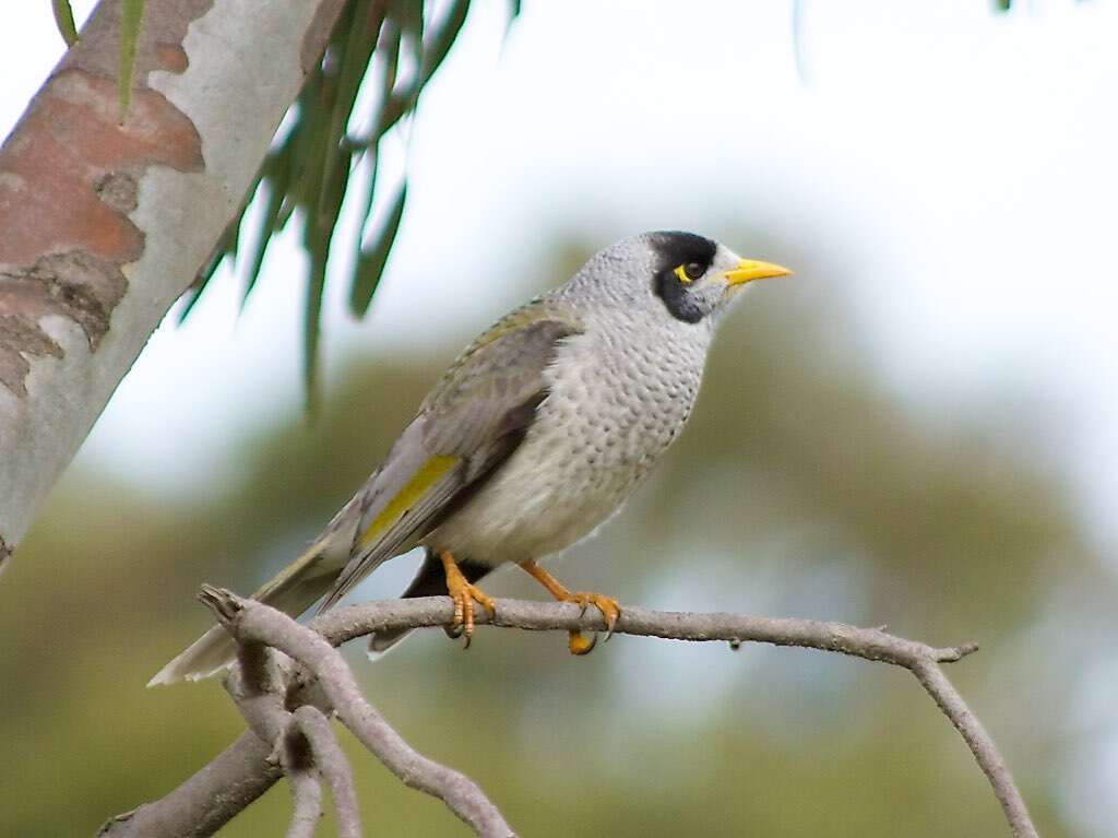 Image of Noisy Miner