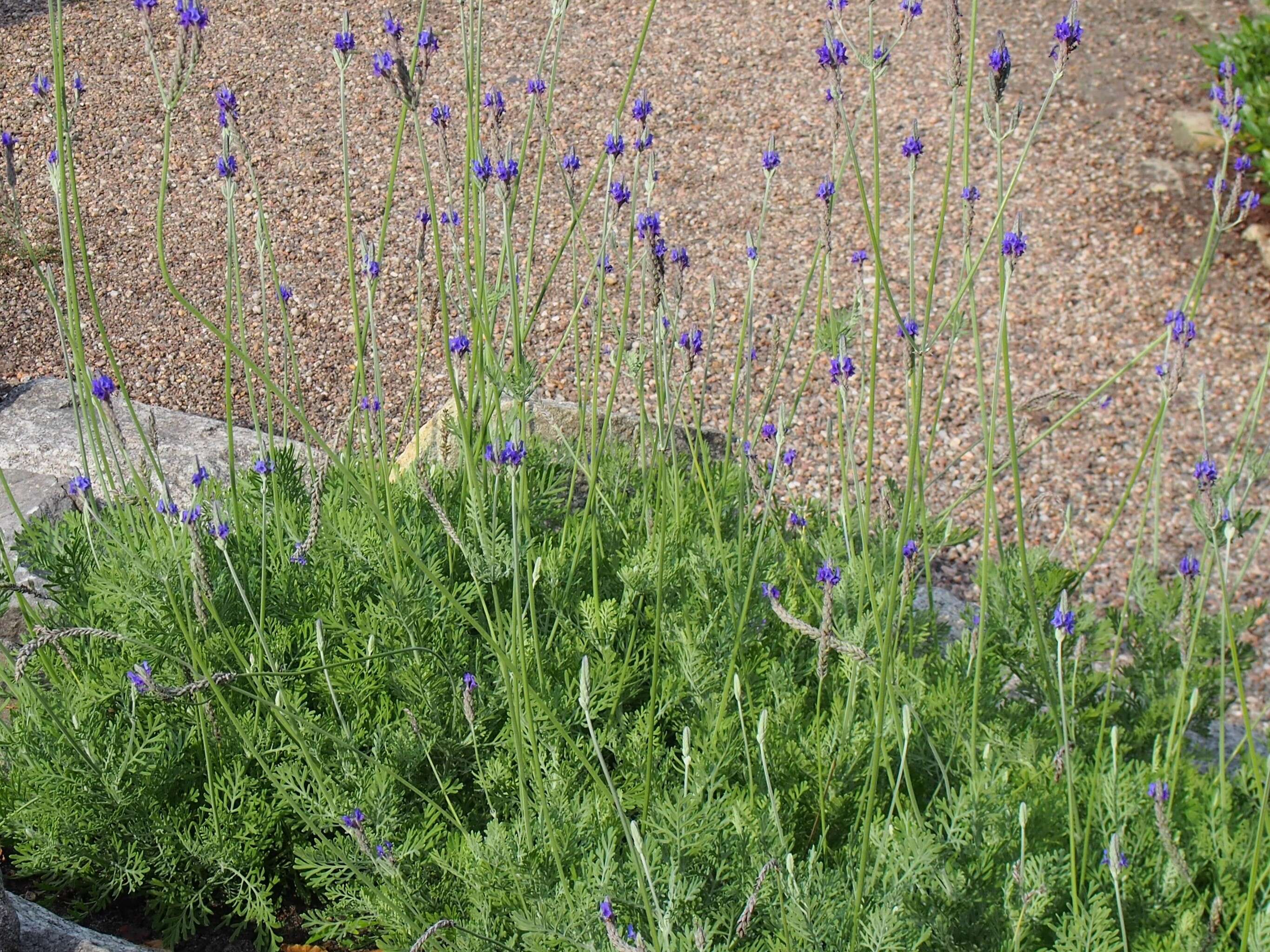 Plancia ëd Lavandula pinnata Lundmark