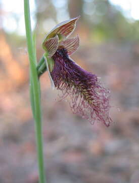 Calochilus robertsonii Benth.的圖片