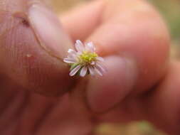 Image of Vittadinia cuneata DC.