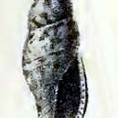 Image of Daphnella hedya Melvill & Standen 1903