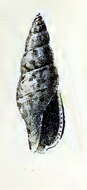 Image of Daphnella hedya Melvill & Standen 1903