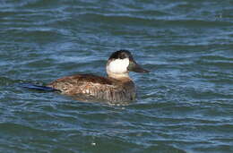 Image of Oxyura Bonaparte 1828