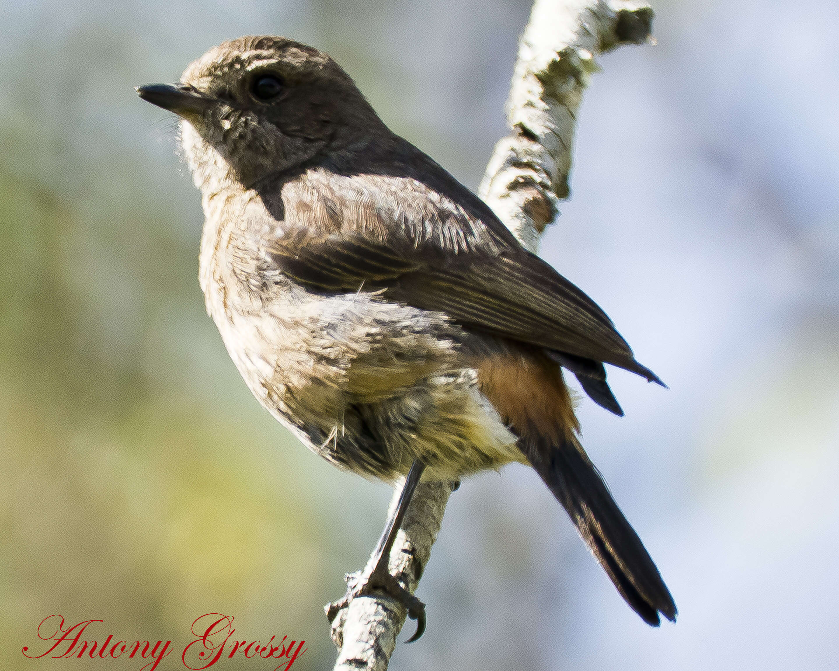 Image of Pied Bush Chat