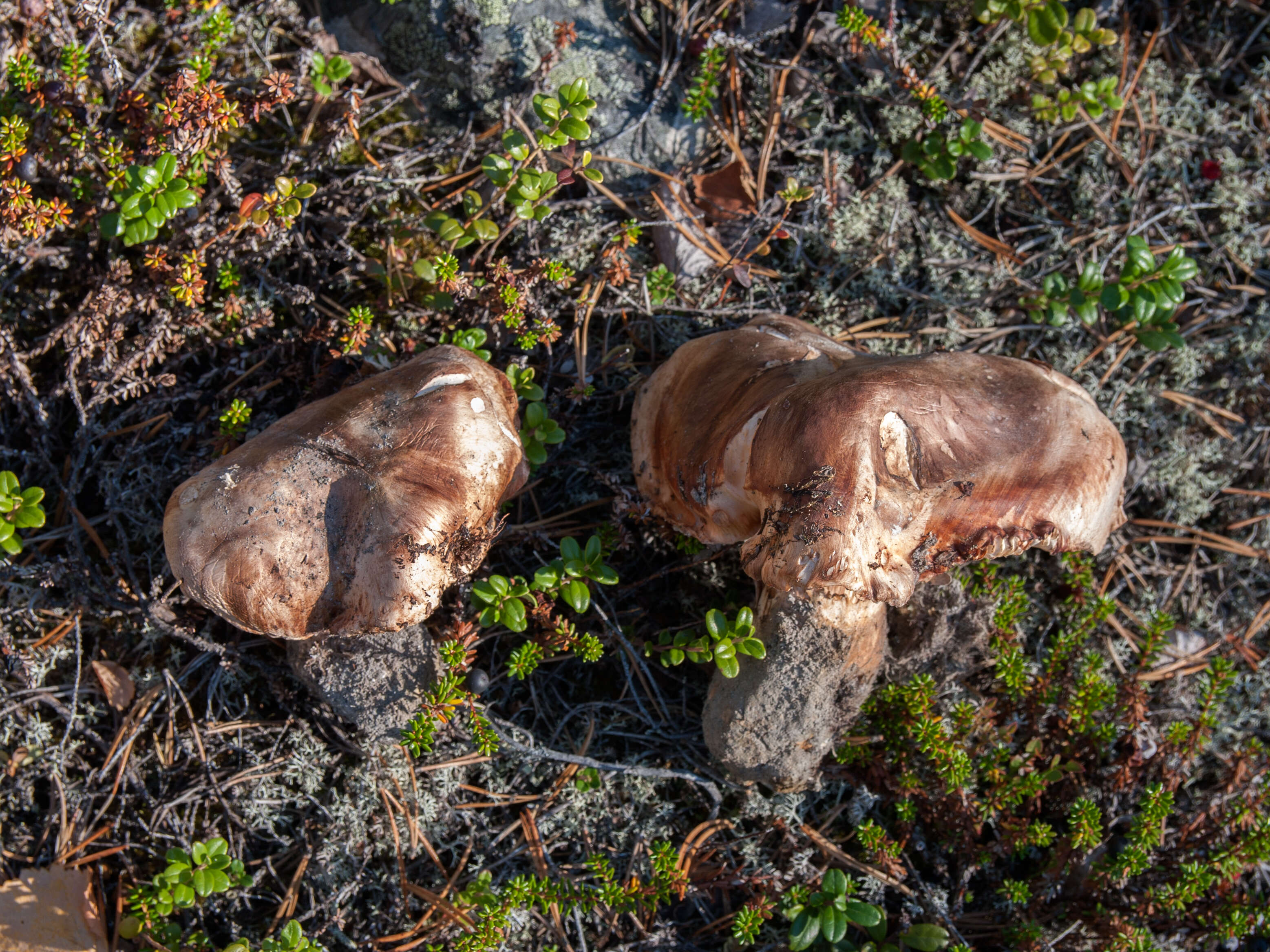 Image de Tricholoma colossus (Fr.) Quél. 1872