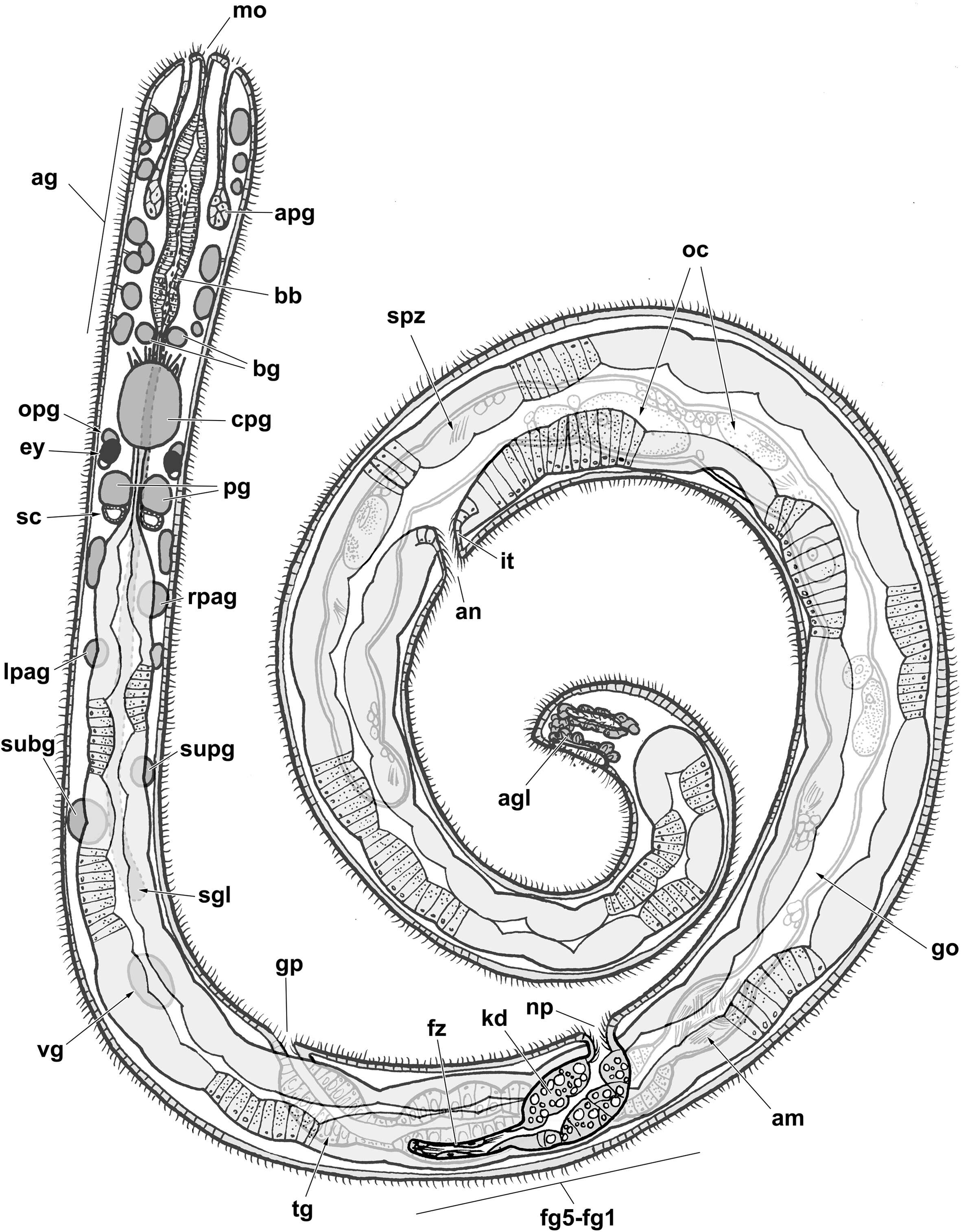 Image of Murchisonelloidea T. L. Casey 1904
