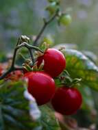 Image of Solanum lycopersicum var. cerasiforme