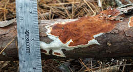 Image de Polypore taxicole