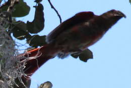 Image of Cardinalis Bonaparte 1838