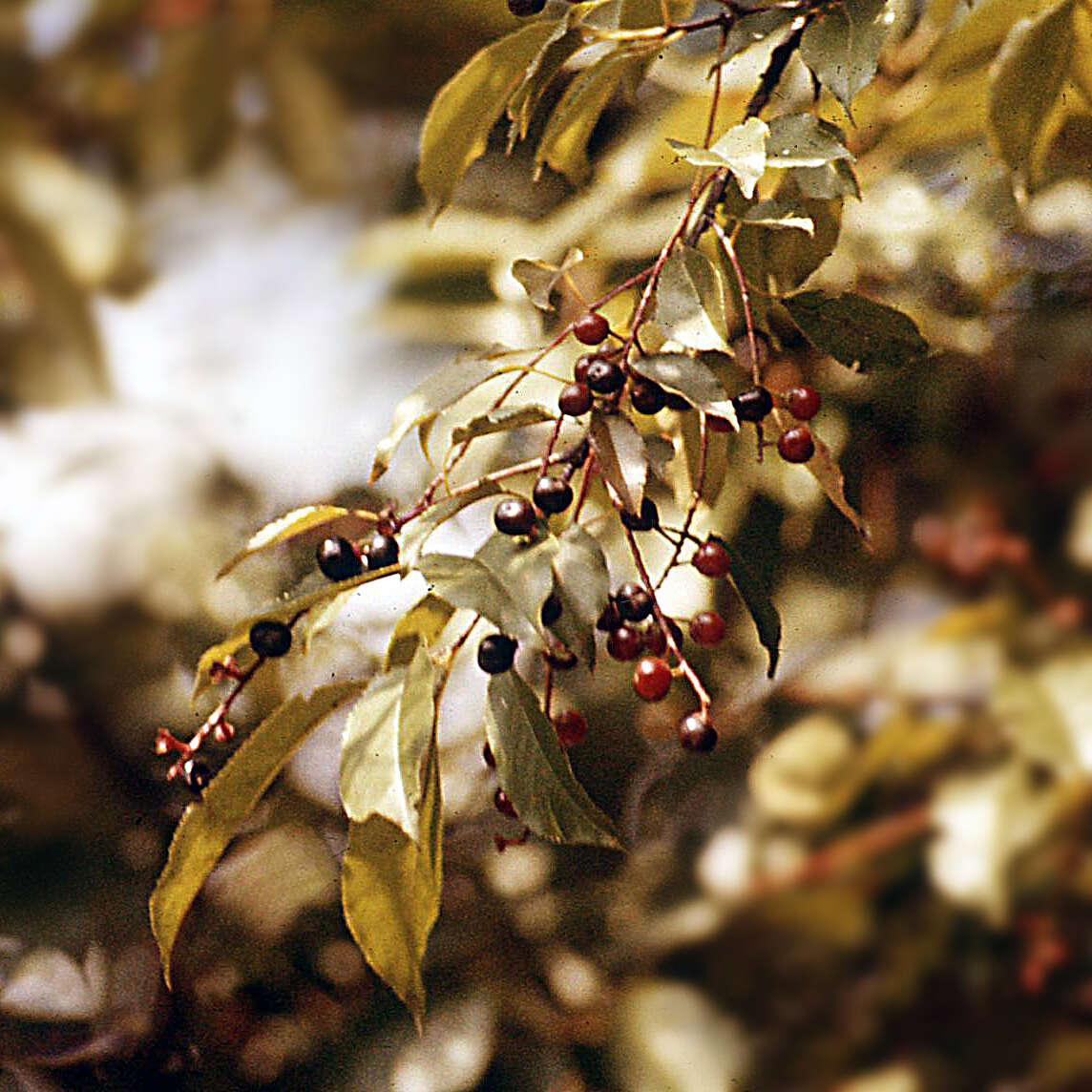 Image of black cherry