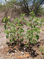 Image of Sea Island Cotton