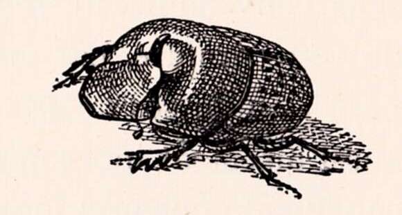 Image of Onthophagus (Palaeonthophagus) vacca (Linnaeus 1767)