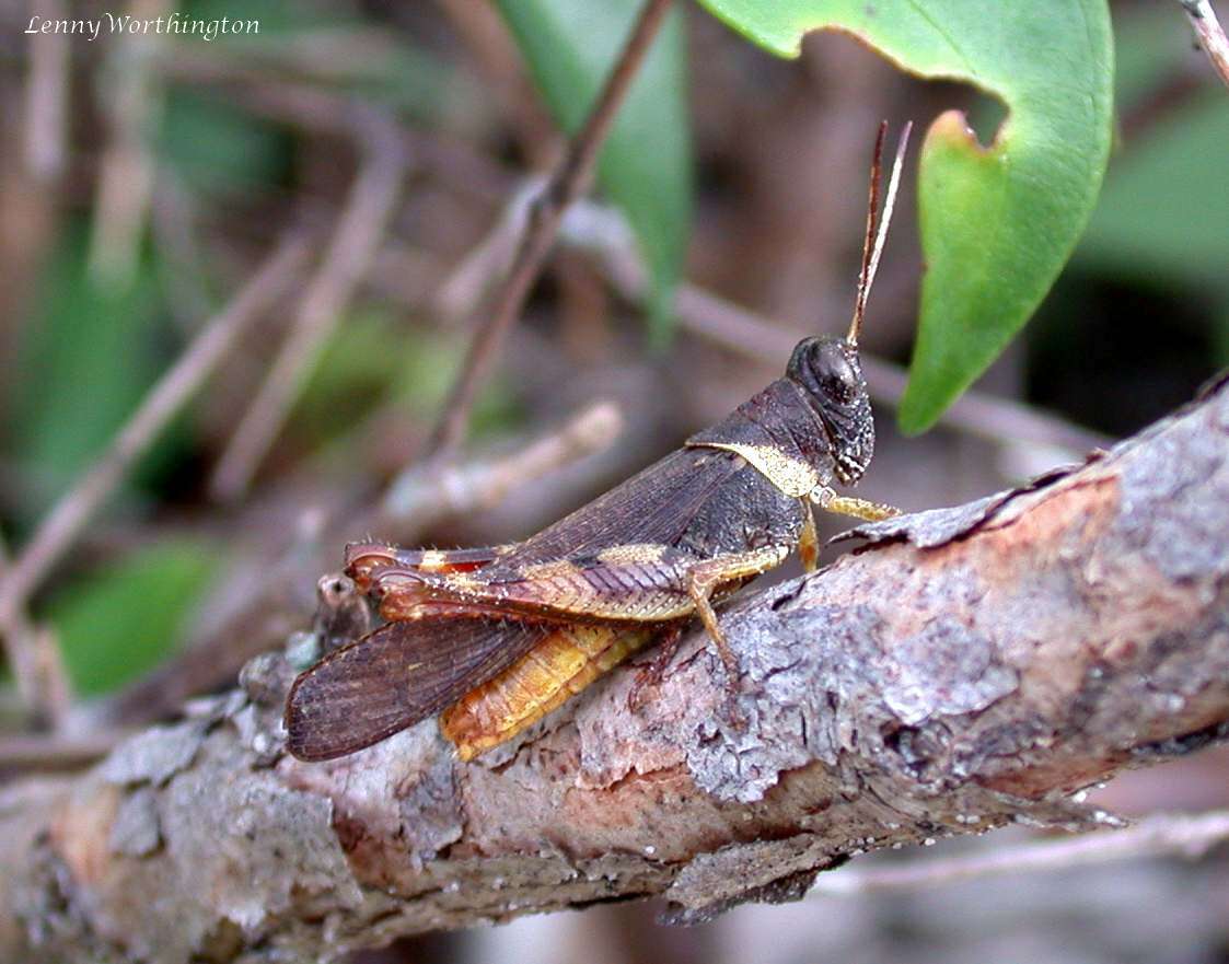 Apalacris varicornis Walker & F. 1870的圖片