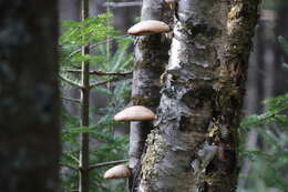 Image of birch polypore