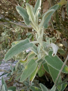 Image of Phlomis italica L.