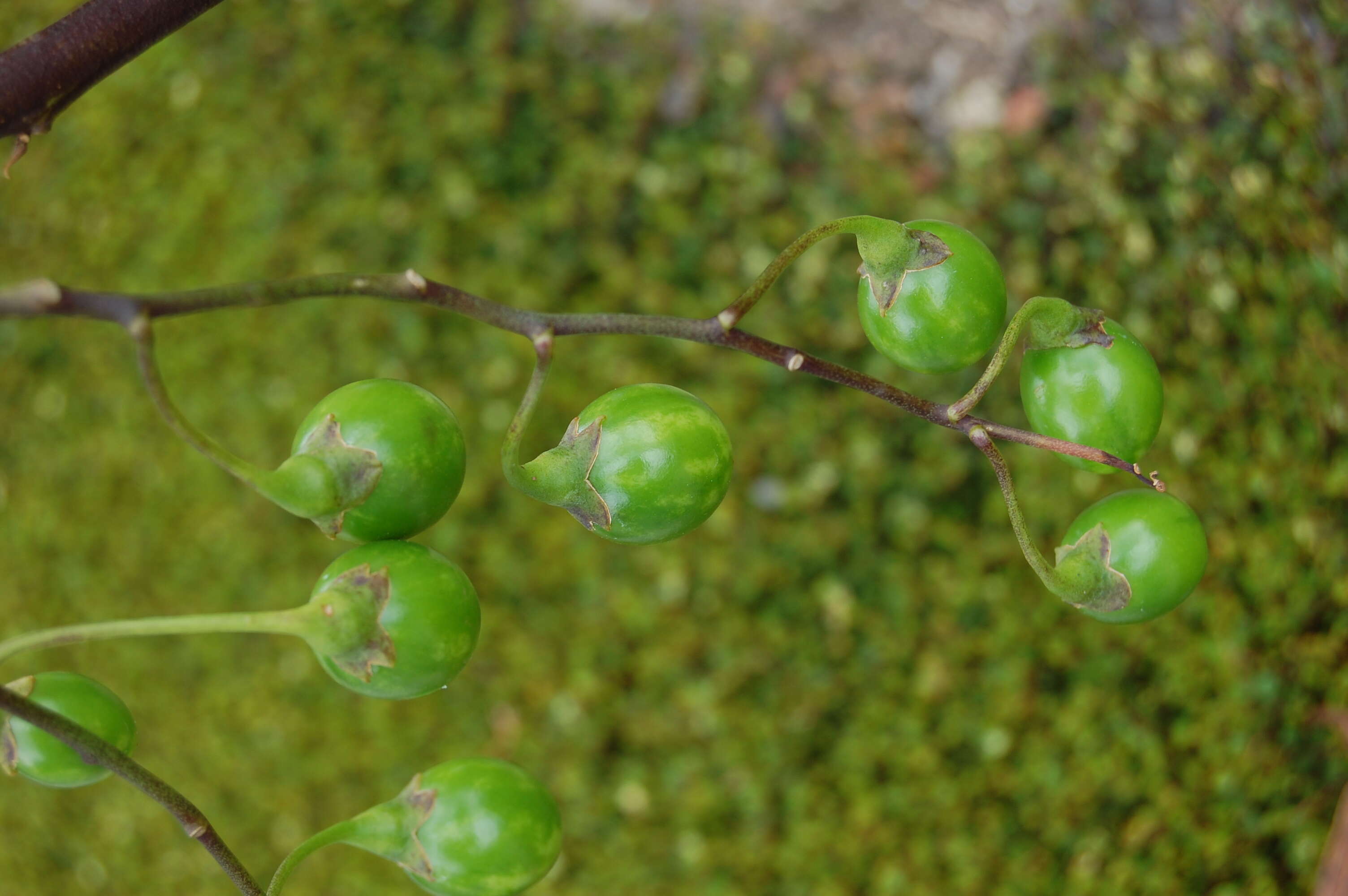 Image of Large Kangaroo Apple