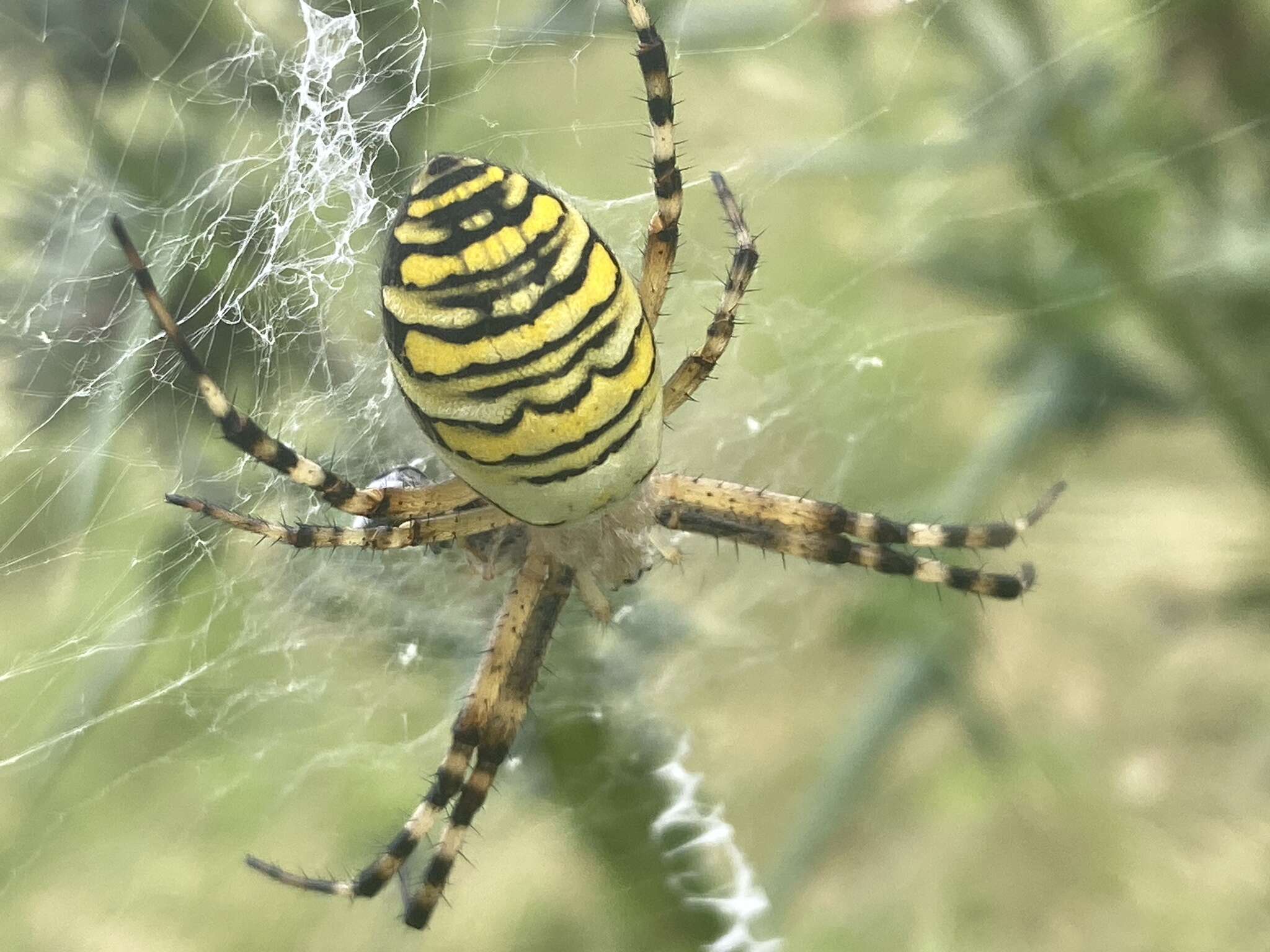 Image of Barbary Spider