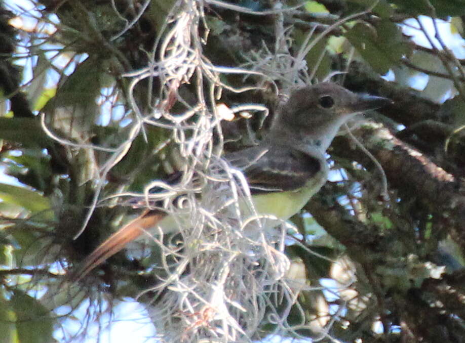 Image of Great Crested Flycatcher