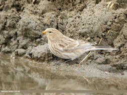 Image of Twite