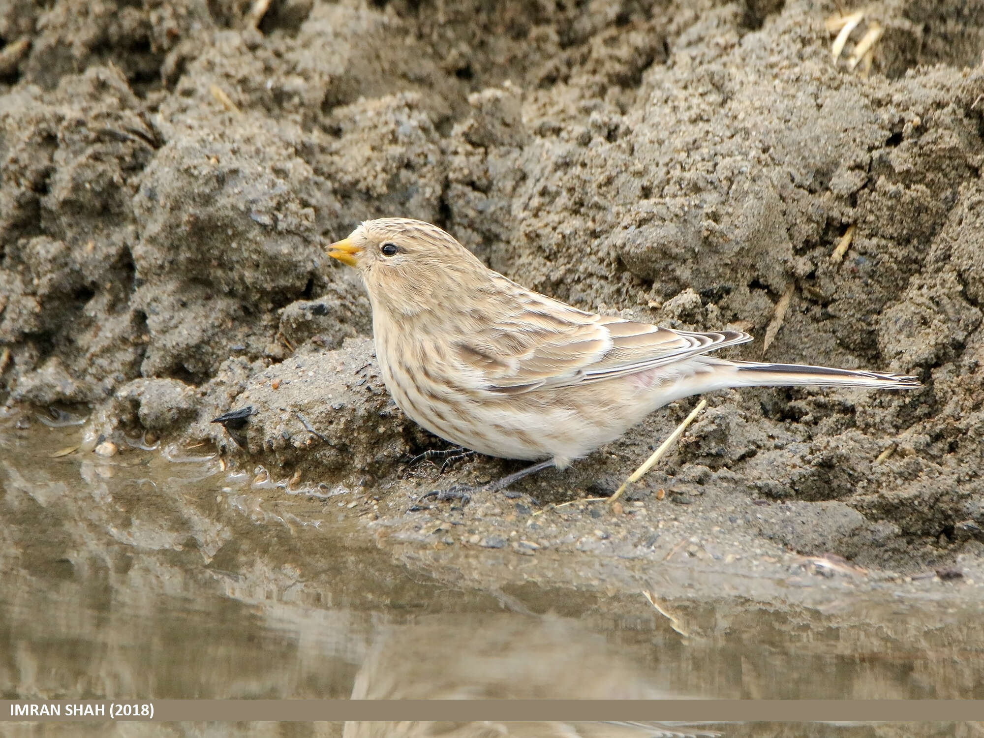 Image of Twite