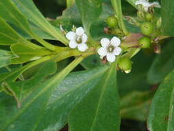 Myoporum insulare R. Br. resmi