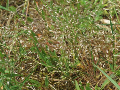Image of silver hairgrass