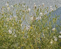 Image of sticky groundsel