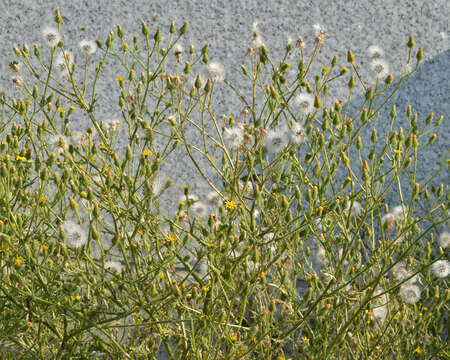 Image of sticky groundsel