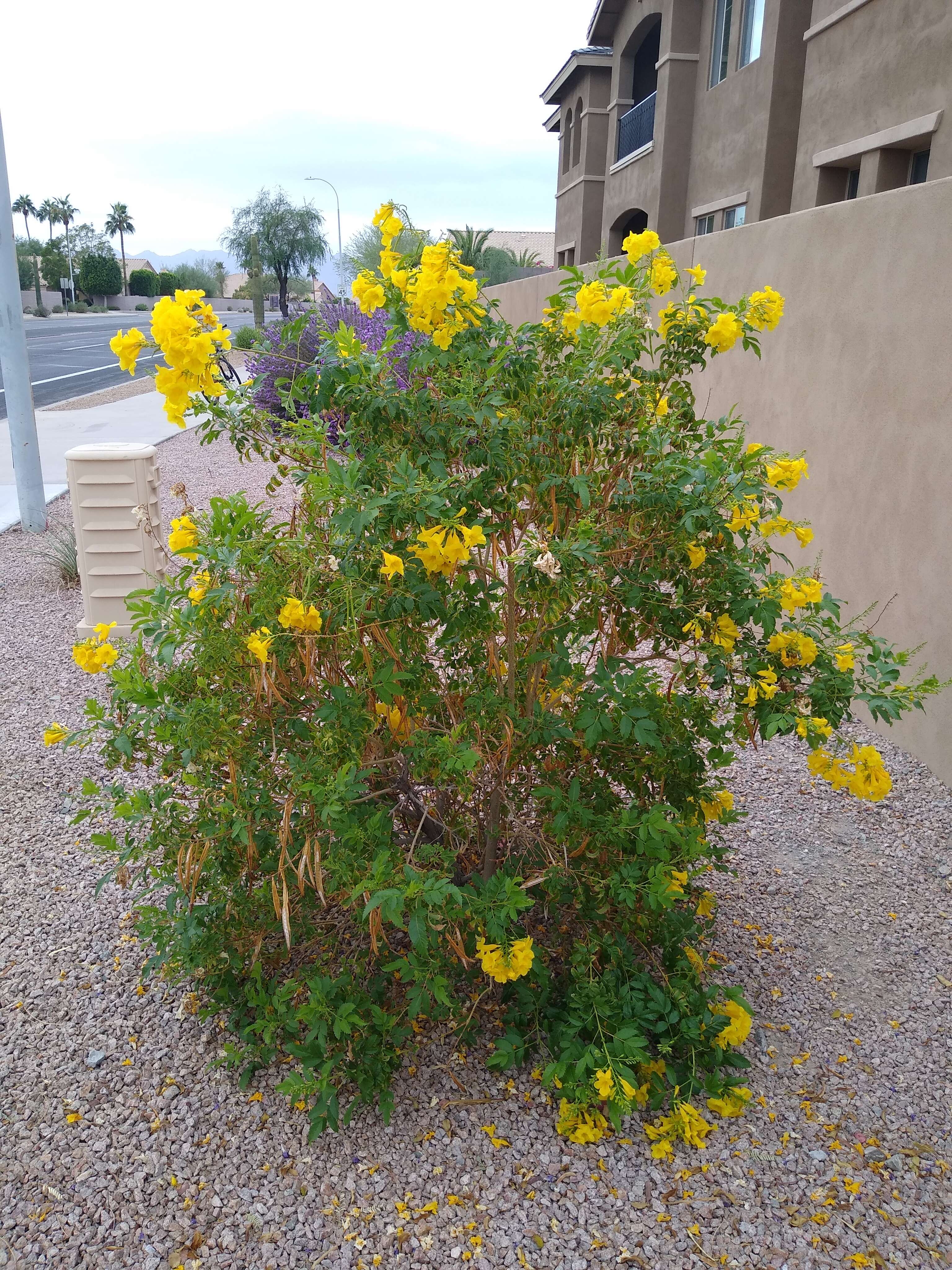 Image of Yellow bells