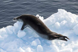 Image of leopard seal