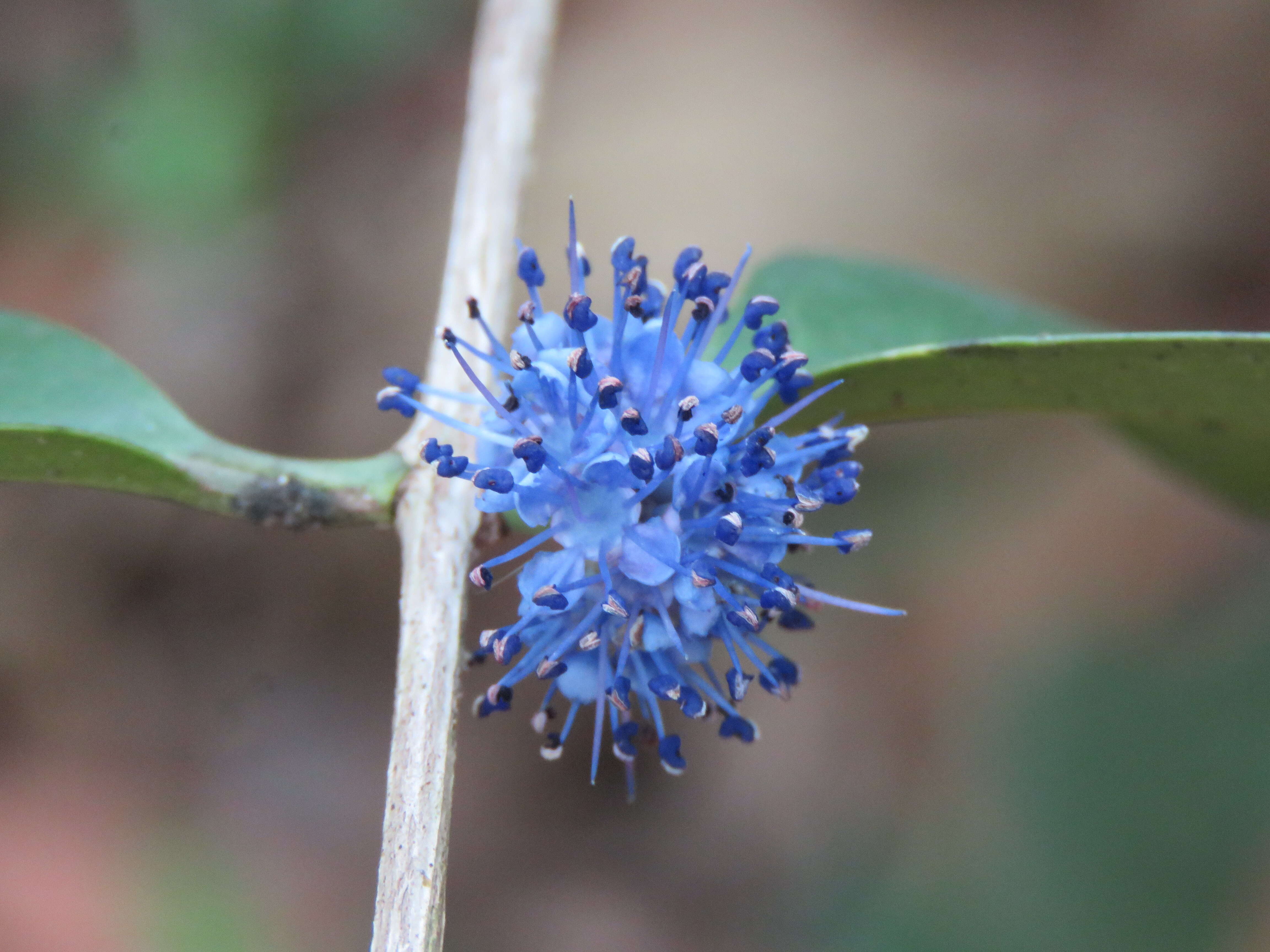 Image of Memecylon umbellatum Burm. fil.