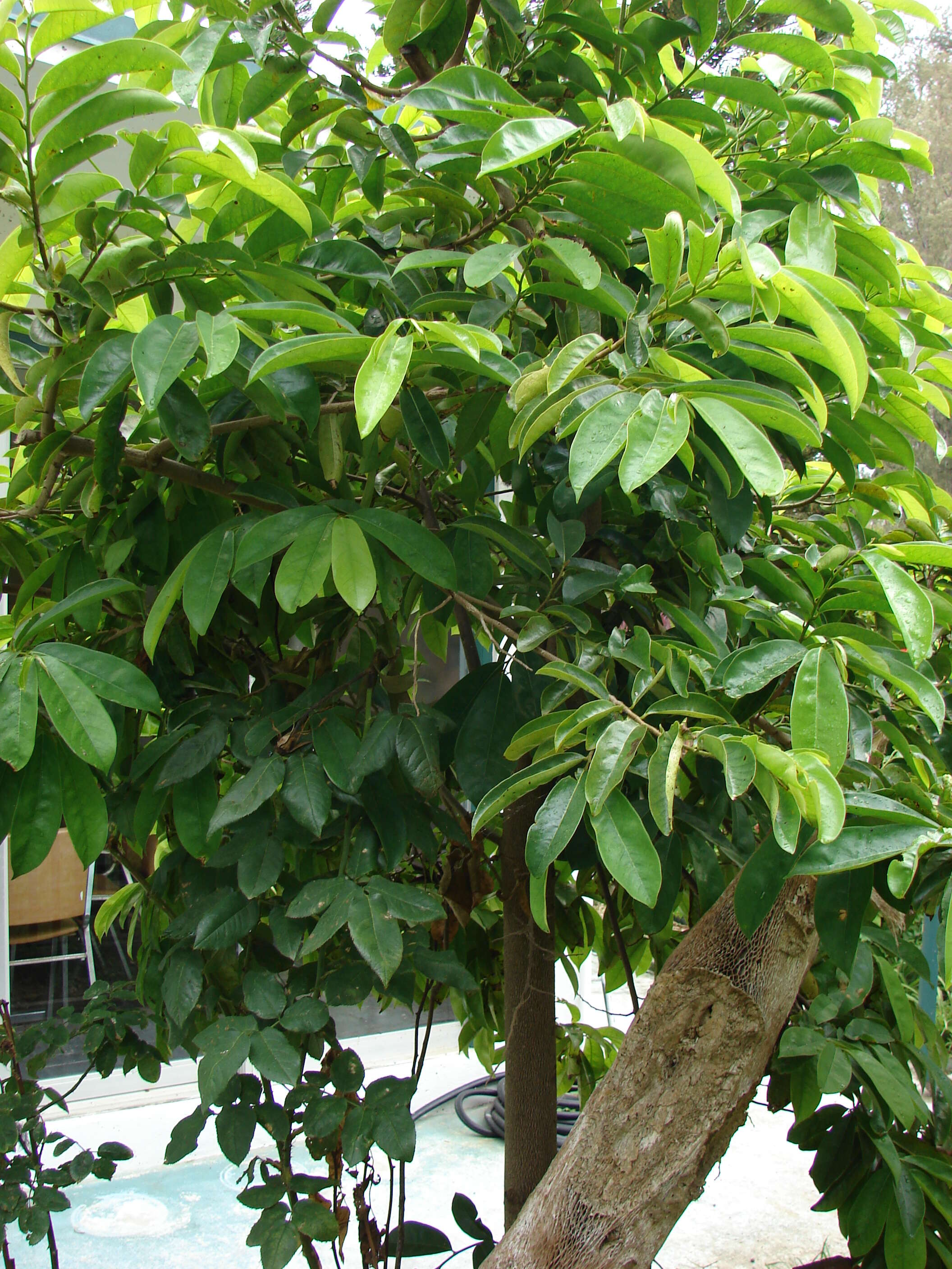 Image of soursop